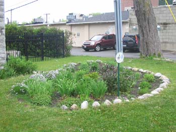 rain gardens